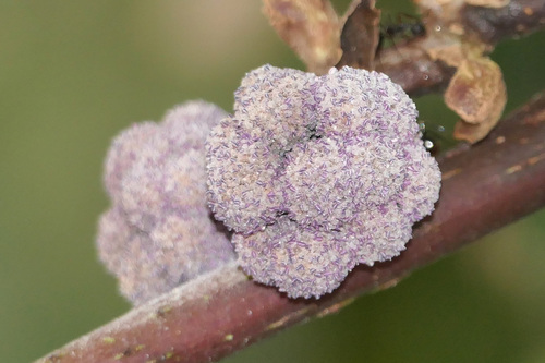 Poikilospermum observed 2026-08-30