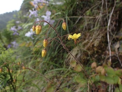 Vancouveria chrysantha