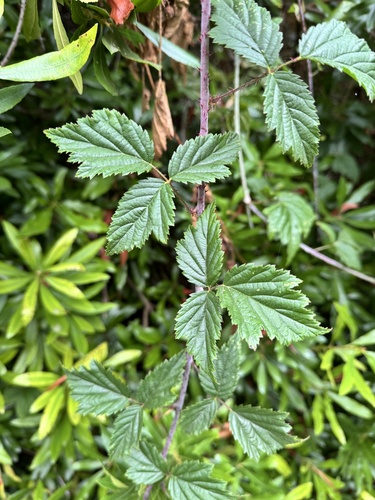 trailing blackberry