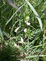 Vicia lutea