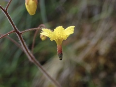 Vancouveria chrysantha