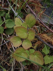 Vancouveria chrysantha