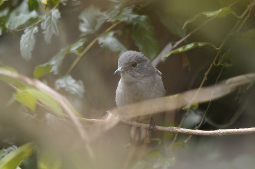 iNaturalist image