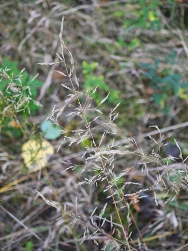Agrostis gigantea observed 2026-10-07