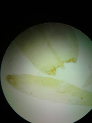 Brachythecium campestre