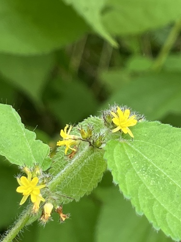 Triumfetta pilosa observed 2026-09-17