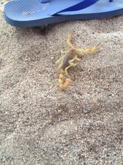 Hadrurus concolorous