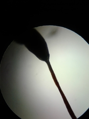 Brachythecium campestre