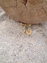 Hadrurus concolorous