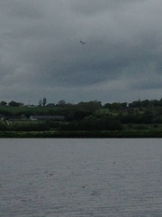 Haliaeetus albicilla