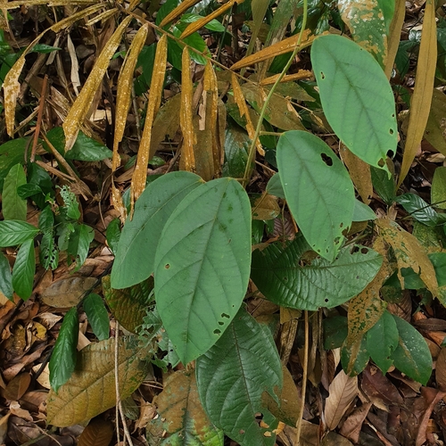 Limacia scandens observed 2023-02-16