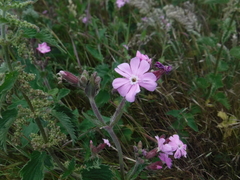 Silene × hampeana