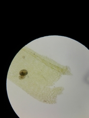 Brachythecium capillaceum