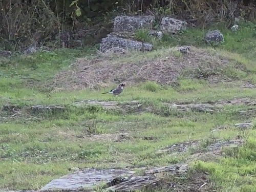 Eurasian Jay