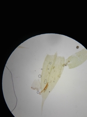 Brachythecium capillaceum