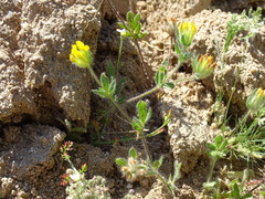 Anthyllis lotoides