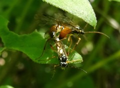 Aglaostigma semiluteum