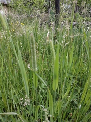 Phleum pratense