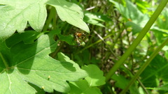 Aglaostigma semiluteum