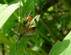 Aglaostigma semiluteum