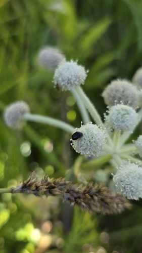 iNaturalist observation photo of Beetles