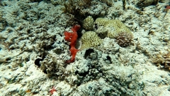 Palythoa caribaeorum