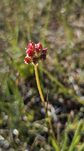 iNaturalist observation photo of sticky false asphodels