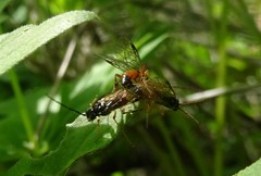 Aglaostigma semiluteum