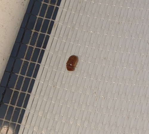 Lasioderma serricorne, 2026-10-09