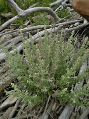 Artemisia caerulescens