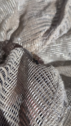 iNaturalist observation photo of Winged and Once-winged Insects