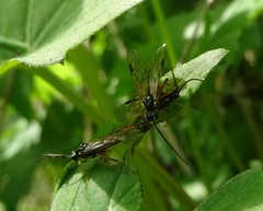 Aglaostigma semiluteum
