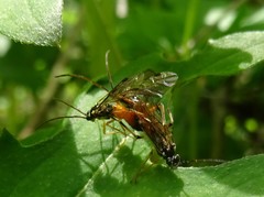 Aglaostigma semiluteum