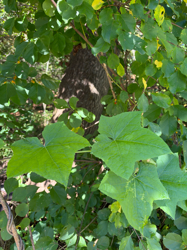 Oneseed Bur Cucumber
