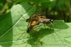 Aglaostigma semiluteum