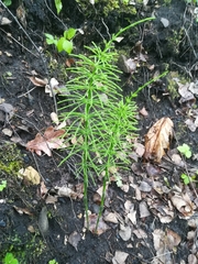 Equisetum