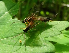 Aglaostigma semiluteum
