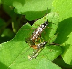 Aglaostigma semiluteum