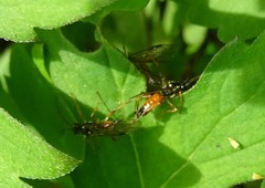 Aglaostigma semiluteum