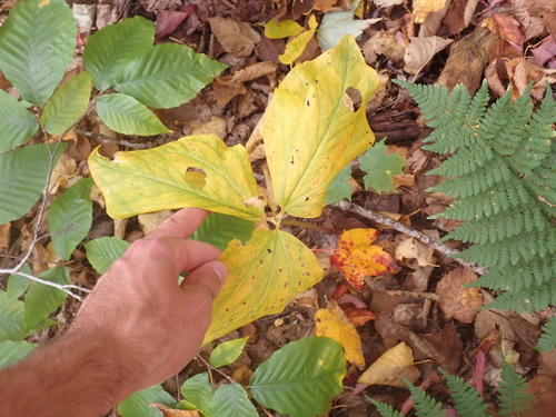Trillium undulatum observed 2026-10-04