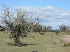 Quercus rotundifolia