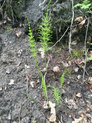 Equisetum