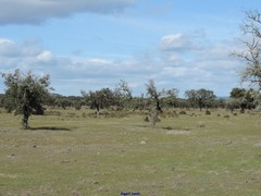 Quercus rotundifolia