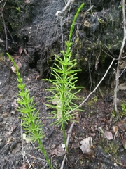 Equisetum