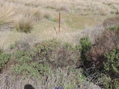 Cistus monspeliensis