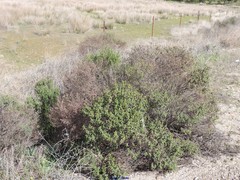 Cistus monspeliensis
