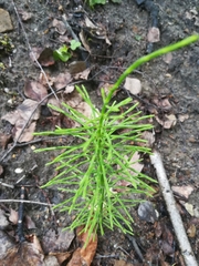 Equisetum