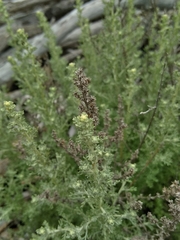 Artemisia caerulescens