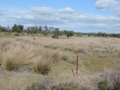 Scirpoides holoschoenus