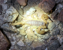Smeringurus vachoni